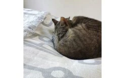 Pufz Decke Wohnwagen Weiß/grau -Dometic Verkäufe 553990 3686606