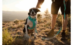 Ruffwear Front Range Hundeleine Campfire Orange 9 Ruffwear Front Range Hundeleine Campfire Orange -Dometic Verkäufe 677826 4626570 2