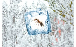 Swissinno Insekten Frostspray - Insektizidfrei-