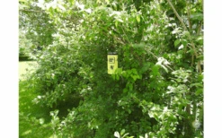 Swissinno Wespenfalle Inkl. Köder -giftfrei- 5 Swissinno Wespenfalle Inkl. Köder -giftfrei- -Dometic Verkäufe 752153 5021330